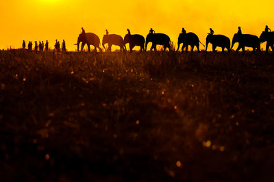 Horses in a field