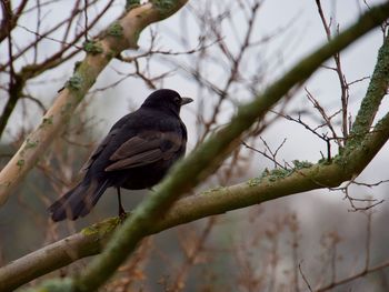 Close-up of bird perching on branch