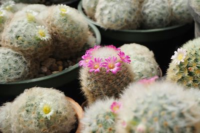 Close-up of succulent plant