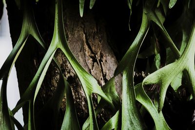 Close-up of green leaves on tree trunk