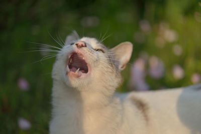 Close-up of cat