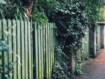 Ivy growing on wall