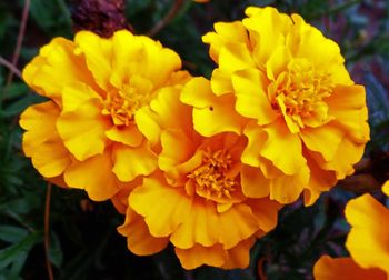 Close-up of yellow flower