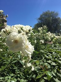 Close-up of white flowers blooming on tree