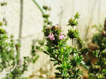 Close-up of flowers blooming outdoors