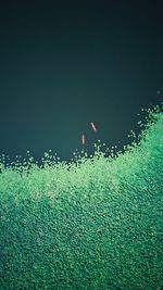 Plants growing on field against sky