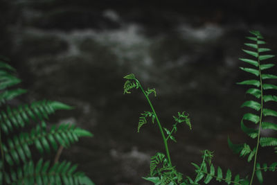 Close-up of fern on field