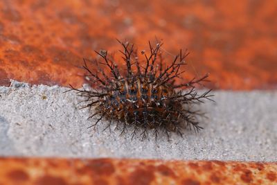 Close-up of insect on sand