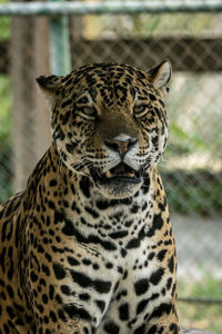 Close-up of a cat in zoo