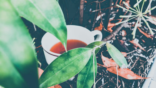 Close-up of leaves on plant