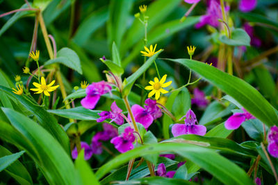 Close-up of purple flowering plants