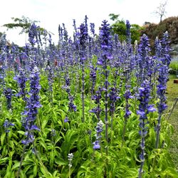 Purple flowers blooming on field