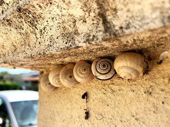 Close-up of snail on rock