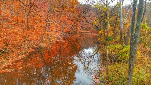 Reflection of trees in lake