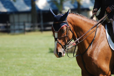 Show horse with an english rider and double reins.