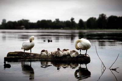 Ducks in lake