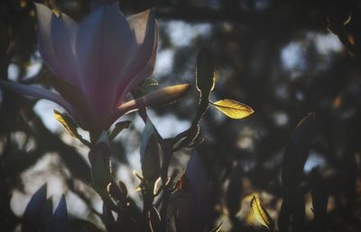 Close-up of flowering plant