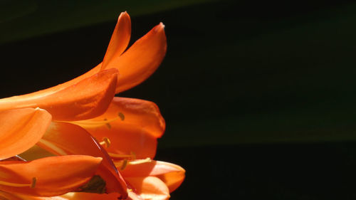 Close-up of orange flower against black background