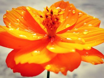 Close-up of water drops on orange flower against sky