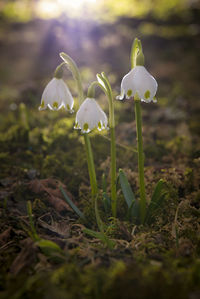 Close-up of white crocus flowers on field