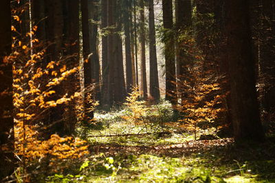 Pine trees in forest