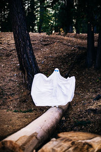 White wood on tree trunk in forest