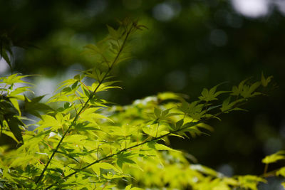 Close-up of leaves against blurred background