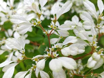 Close-up of white flowers blooming on tree