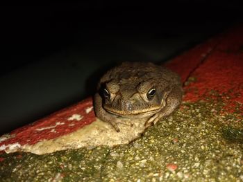 Frog next to a pool