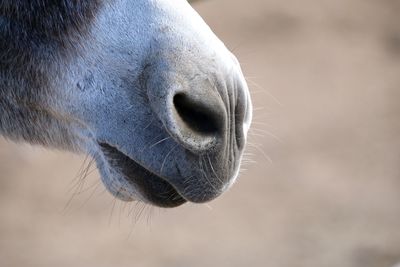 Close-up of a donkey 