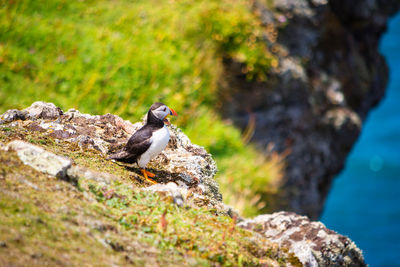 Bird perching on rock