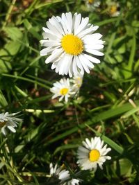 Close-up of white daisy flowers on field