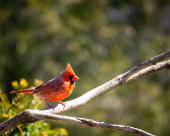 Close-up of bird perching on branch