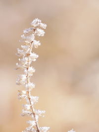 Close-up of snow on tree against sky