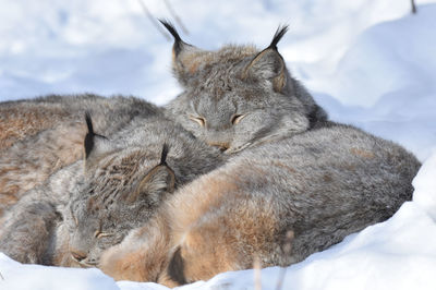 Two cute lynx sleeping