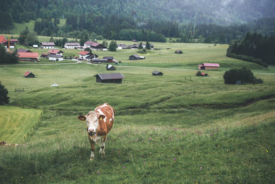 Cows in a field