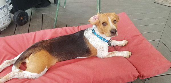 Portrait of a dog resting