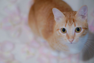 Close-up portrait of cat with kitten at home