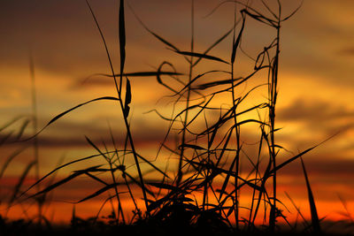 Close-up of silhouette grass against sky during sunset