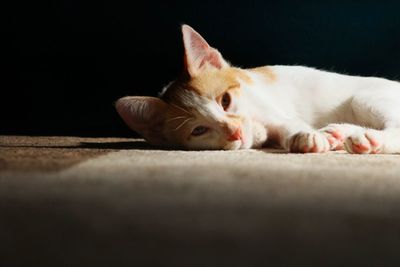 Close-up of cat resting