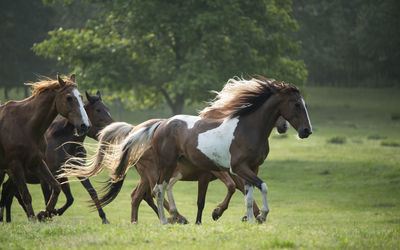 Horses in a field