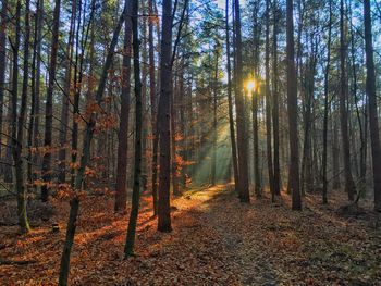 Trees in forest during autumn