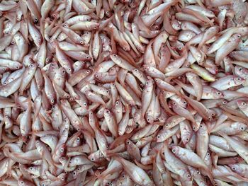 Full frame shot of fish for sale in market