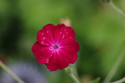 Close-up of red hibiscus blooming outdoors