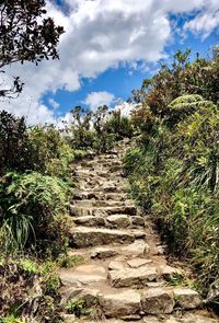 Footpath amidst trees against sky