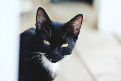 Close-up portrait of black cat