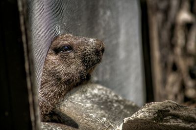 Close-up of groundhog 