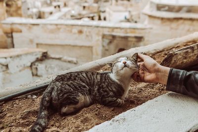 Cat in kapadokya