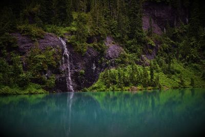 Reflection of trees in water