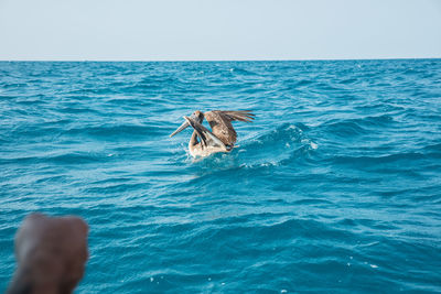 Pelican on sea